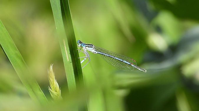 Blue Featherleg  - Jarosław Słowikowski