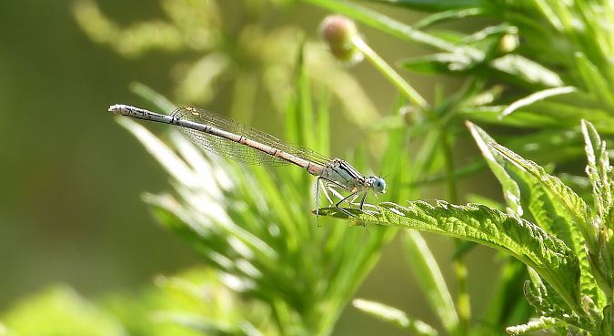 pióronóg zwykły  - Jarosław Słowikowski