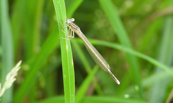 Blue Featherleg  - Jarosław Słowikowski