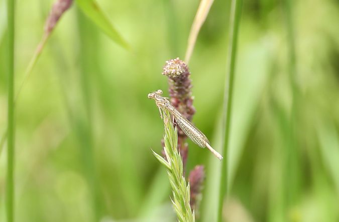 tężnica wytworna  - Jarosław Słowikowski