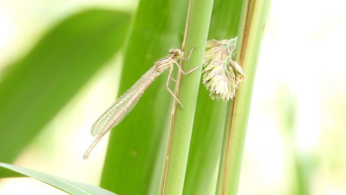 tężnica wytworna  - Jarosław Słowikowski