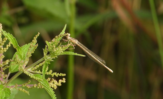 pióronóg zwykły  - Jarosław Słowikowski