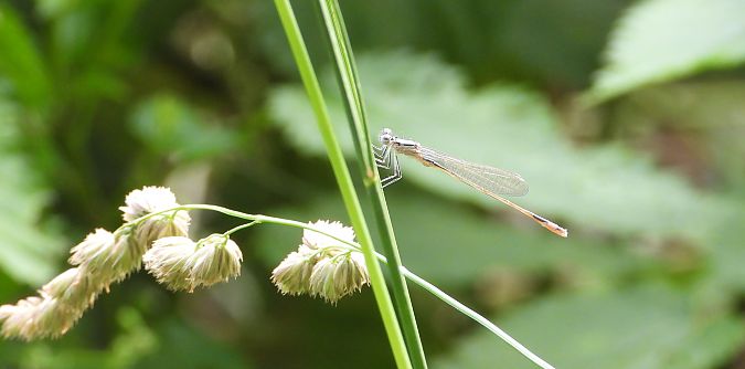 pióronóg zwykły  - Jarosław Słowikowski