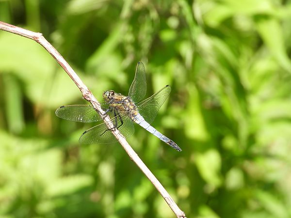 Blue Chaser  - Jarosław Słowikowski