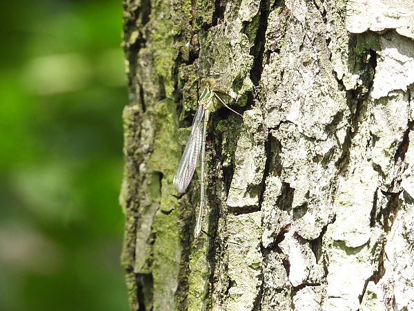 pałątka zielona  - Jarosław Słowikowski