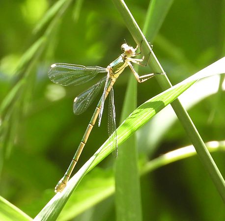 pałątka zielona  - Jarosław Słowikowski