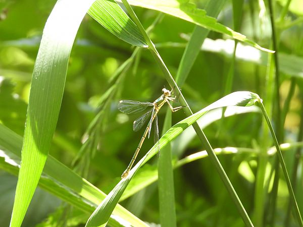 Gemeine Weidenjungfer 
