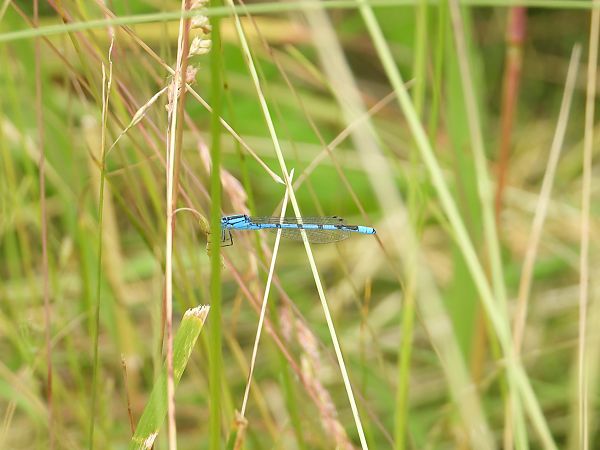 nimfa stawowa  - Jarosław Słowikowski