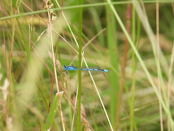 nimfa stawowa  - Jarosław Słowikowski