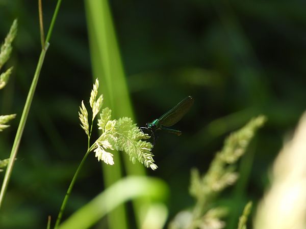 świtezianka błyszcząca  - Jarosław Słowikowski