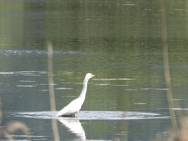Great Egret  - Jarosław Słowikowski