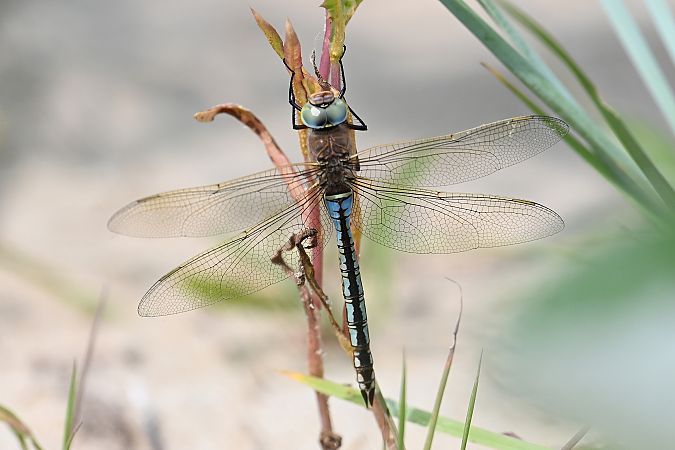 husarz ciemny  - Tomasz Kosut