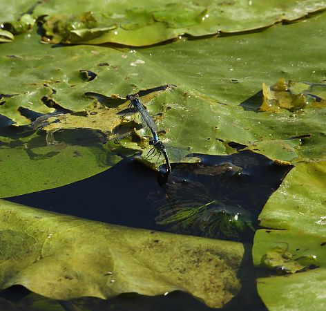 oczobarwnica mniejsza  - Paweł Ratajczak