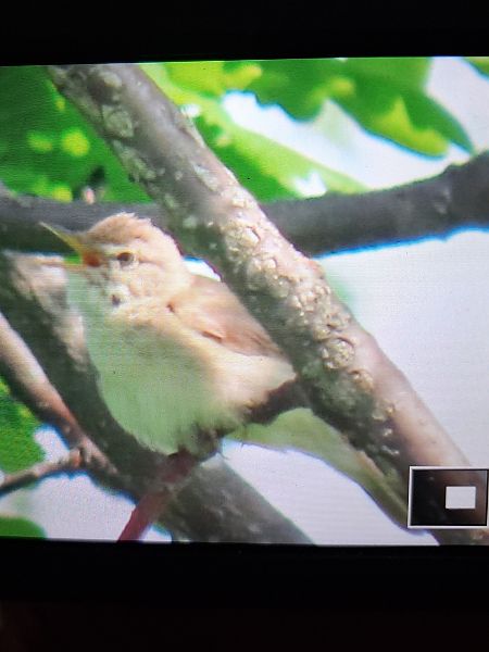 Rousserolle des buissons 