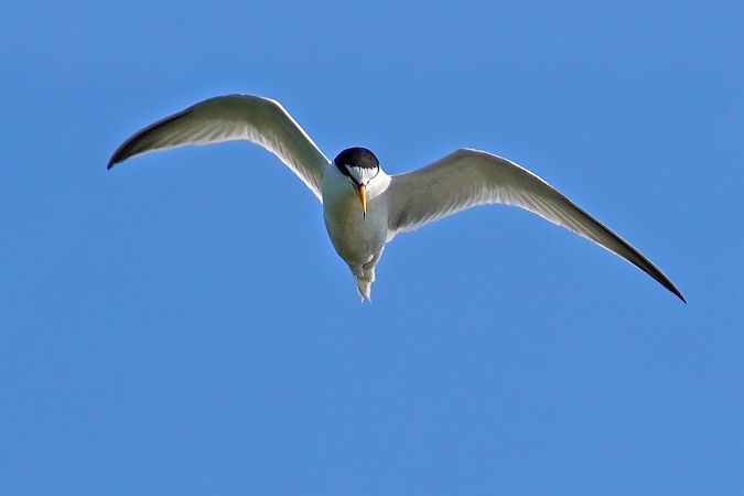 Little Tern 