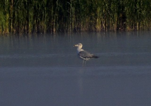 orlica  - Jakub Bednarek