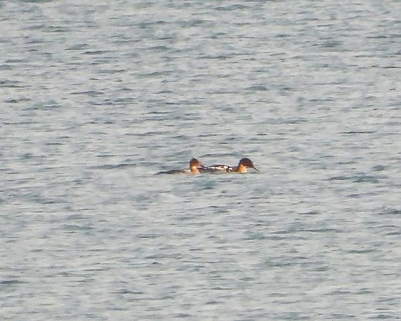 Red-breasted Merganser  - Krystyna Kowalska
