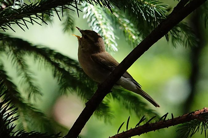 Greenish Warbler  - Grażyna Gołuchowska