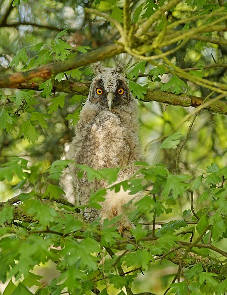 Long-eared Owl  - Damian Mikulski