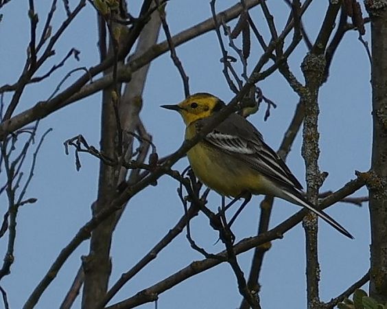 Citrine Wagtail  - Damian Mikulski