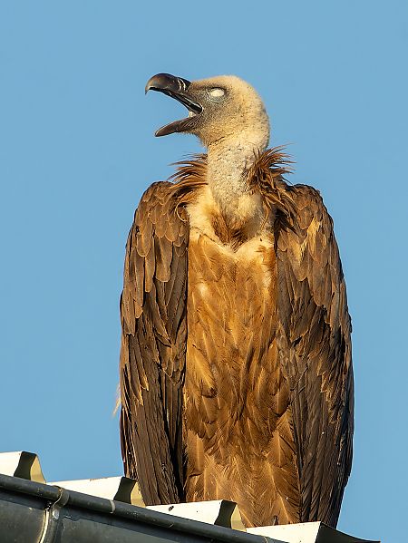 Griffon Vulture  - Michal Grądcki