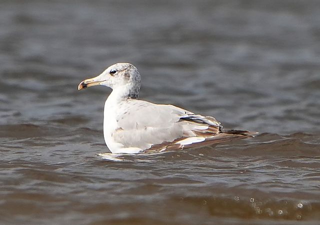 Goéland ichthyaète  - Kopciewicz Piotr