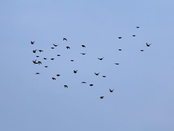 Common Starling  - Olaf Sobota
