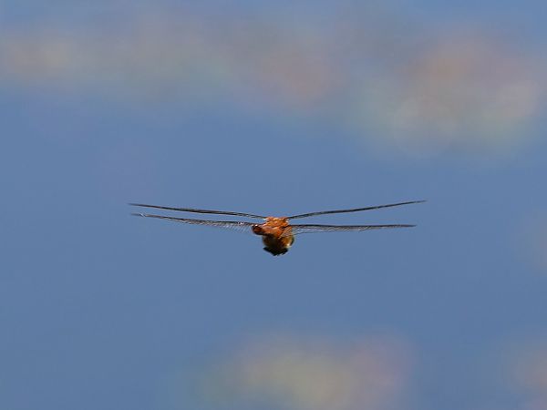 żagiew ruda  - Olaf Sobota