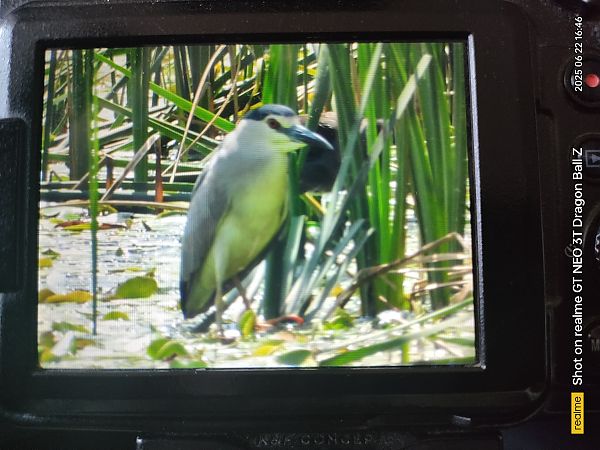 Black-crowned Night Heron  - Krystian Sobota