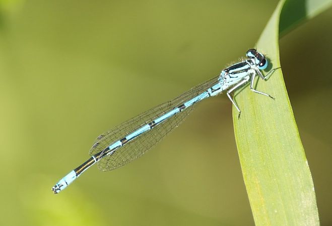 Agrion jouvencelle  - Rafał Walczybok