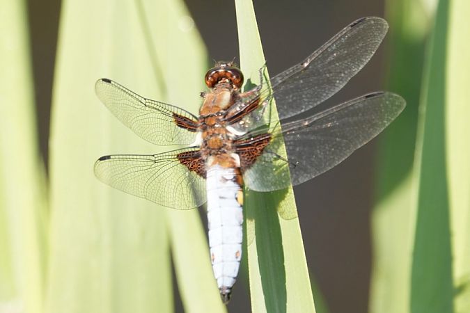 ważka płaskobrzucha  - Rafał Walczybok