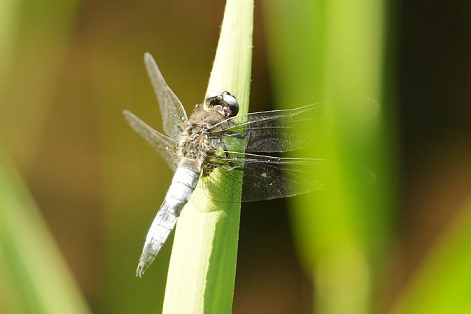 ważka ruda  - Rafał Walczybok