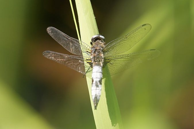 Libellule fauve  - Rafał Walczybok