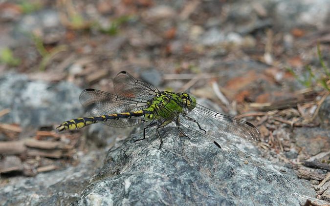trzepla zielona  - Rafał Walczybok
