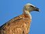 Griffon Vulture  - Tomasz Kobylas