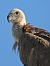 Griffon Vulture  - Tomasz Kobylas