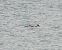 Red-breasted Merganser  - Krystyna Kowalska