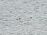 Red-breasted Merganser  - Krystyna Kowalska