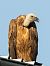 Griffon Vulture  - Michal Grądcki