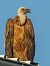 Griffon Vulture  - Michal Grądcki