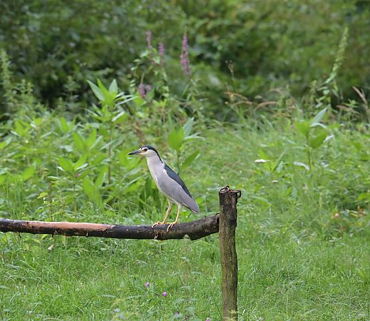 Black-crowned Night Heron  - Tomir Przewieźlik
