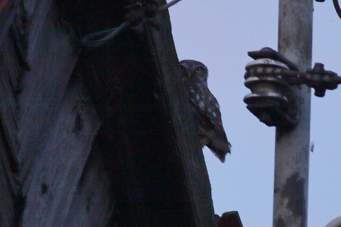 Little Owl  - Grzegorz Burkowski