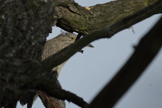 Black-crowned Night Heron  - Grzegorz Burkowski