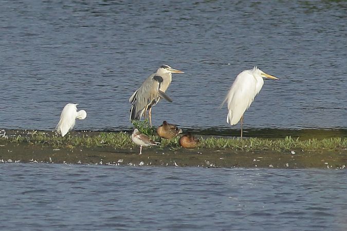 Little Egret  - Grzegorz Burkowski