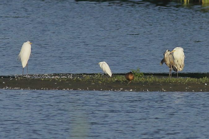 Aigrette garzette  - Grzegorz Burkowski