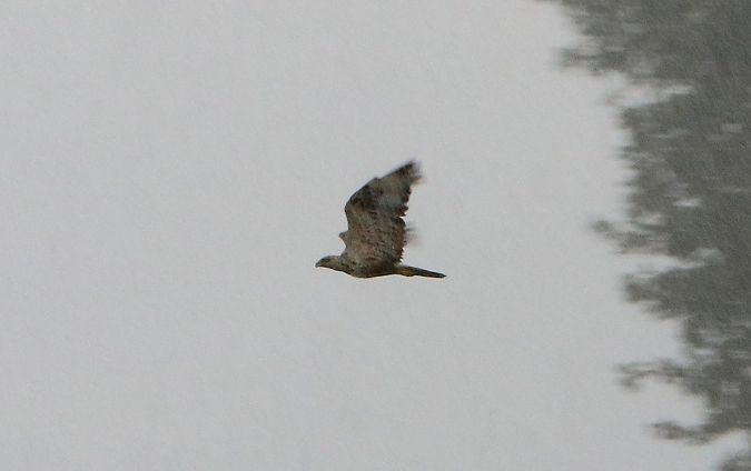 Long-legged Buzzard  - Michał Jarończyk