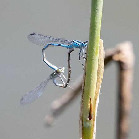 Portecoupe holarctique  - Katarzyna Matusik