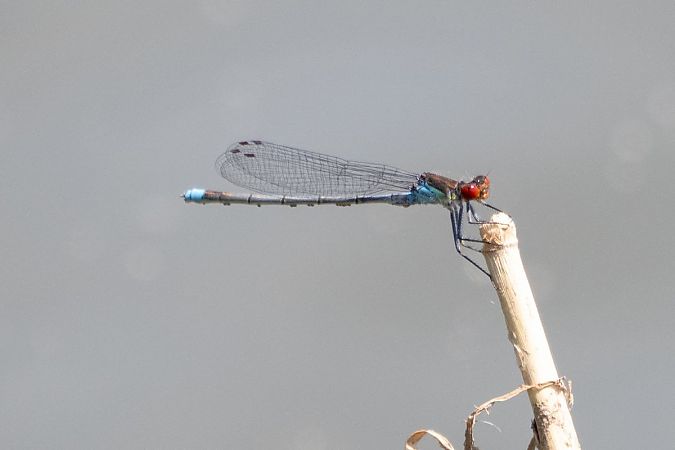 oczobarwnica większa  - Katarzyna Matusik