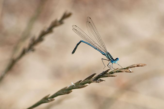 pióronóg zwykły  - Katarzyna Matusik