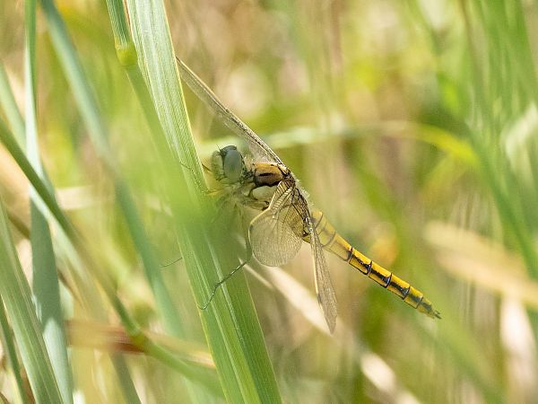 Black-tailed Skimmer  - Katarzyna Matusik